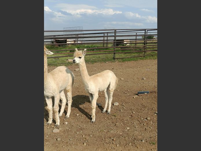 Alpacca