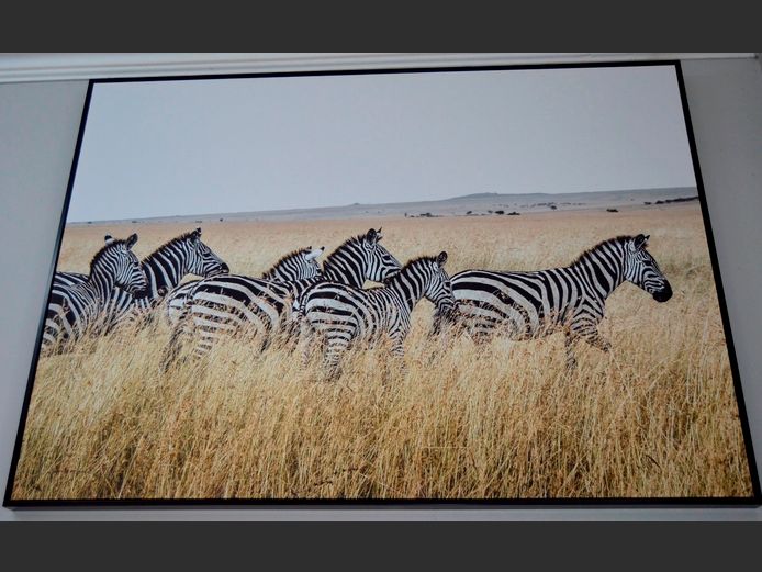 FRAMED PHOTOGRAPHIC PRINT ON CANVAS "ZEBRA", 145 x 100cm