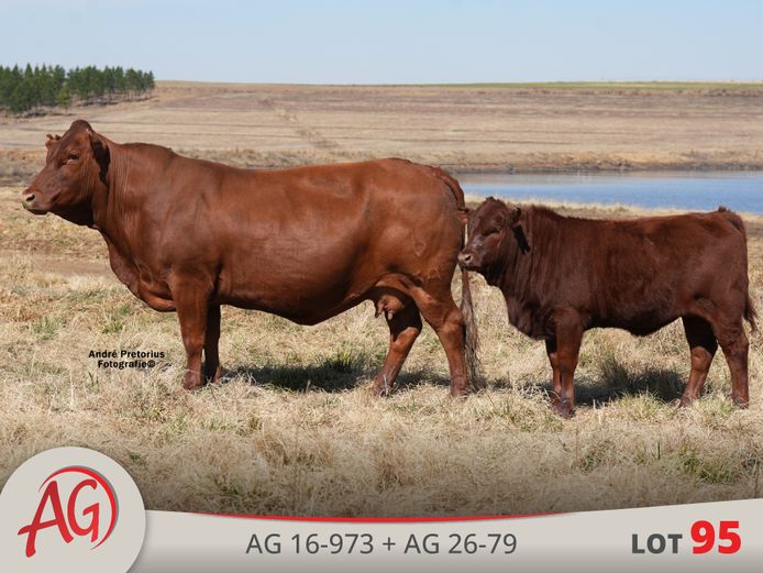 AG160973 | ARTHUR DE VILLIERS & SEUN