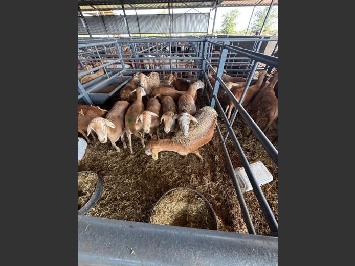 MEATMASTER | LOUMA BOERDERY