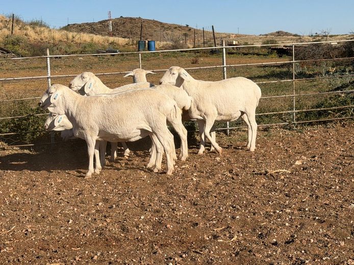 5 - 65 | De Hoop Boedery