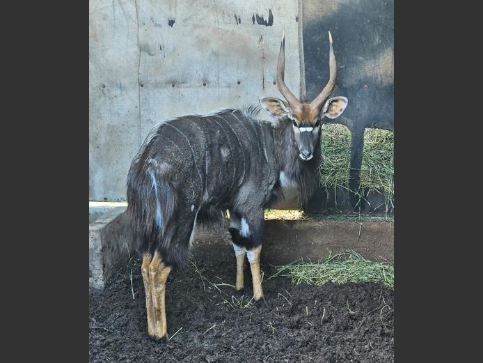 NYALA | KRUIS RIVIER