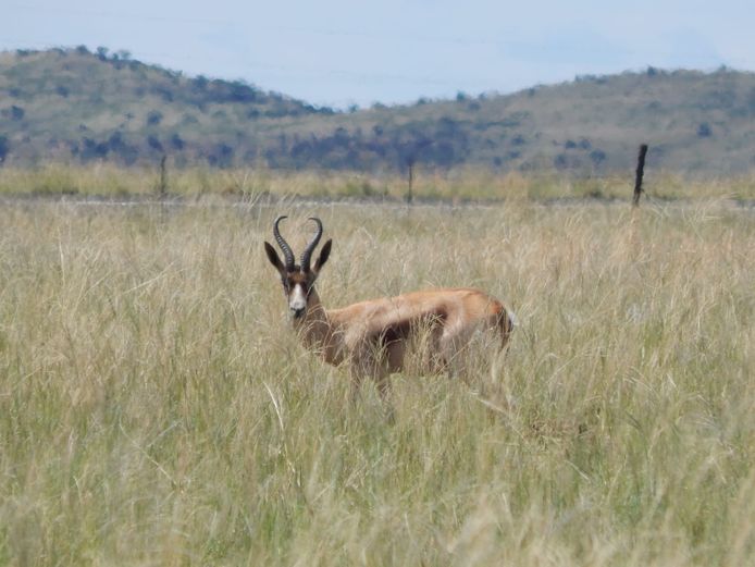 Springbok ("MIXED") - Jag Ramme | Abe de Beer