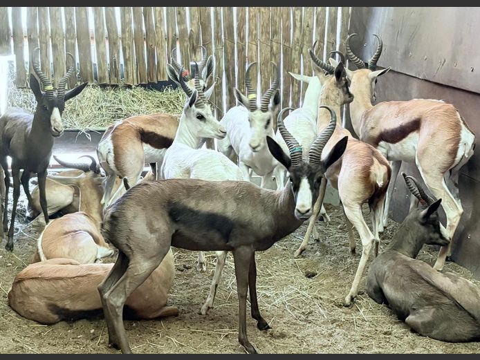 Grandslam Springbok Pakkie