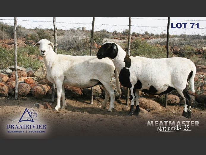NS 22 393 | Nollie Stofberg - Draairivier Boerdery