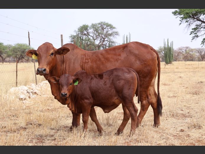 19-0023HR | OMAKWARA BORAN STUD