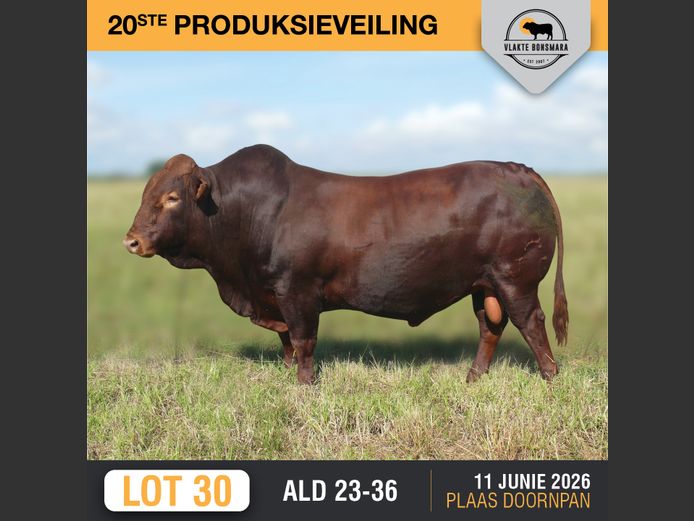 ALD230036 | ALDIGO BONSMARAS