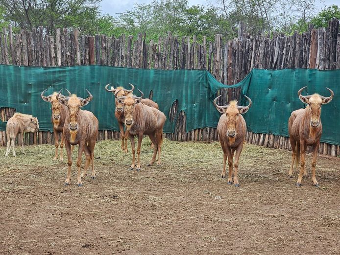 GOUE WILDEBEES | RDB SAFARIS