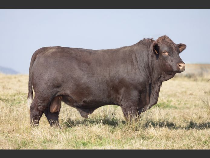 TZ 240071 | FAURZYL FARMING (PTY) LTD