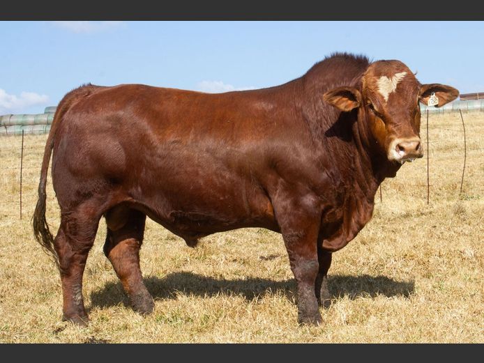 SE23100 | OUBOET BOERDERY