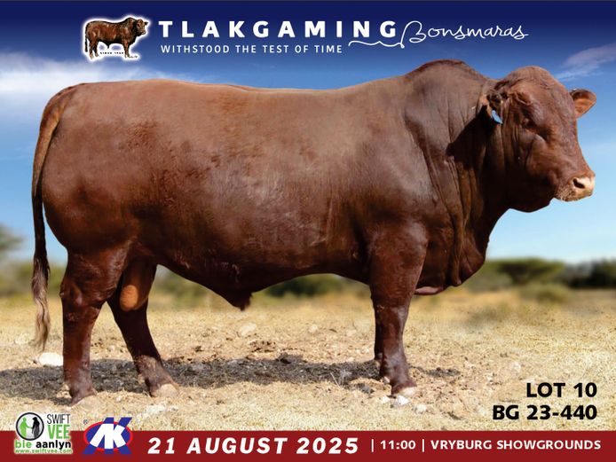 BG230440 | JOURIE BONSMARAS