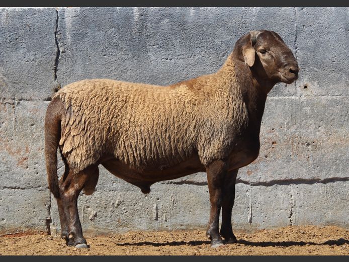 Lot 40 | KALAHARI KAROO MEATMASTER GROEP 38STE VEILING | SwiftVEE ...
