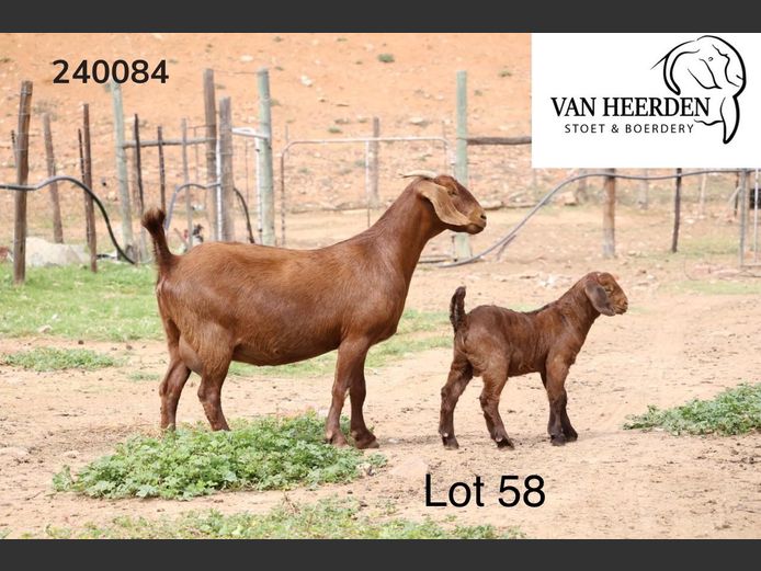 24-084  |  Ivan Van Heerden