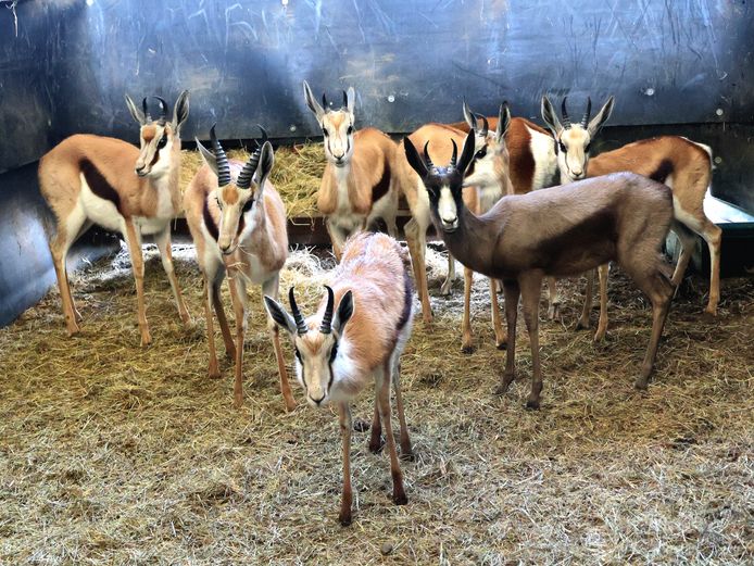 GEWONE SPRINGBOK | DJ BRITS