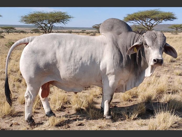 23-0021BSC | WISANA BRAHMAN