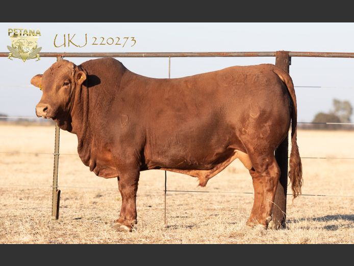UKJ 220273