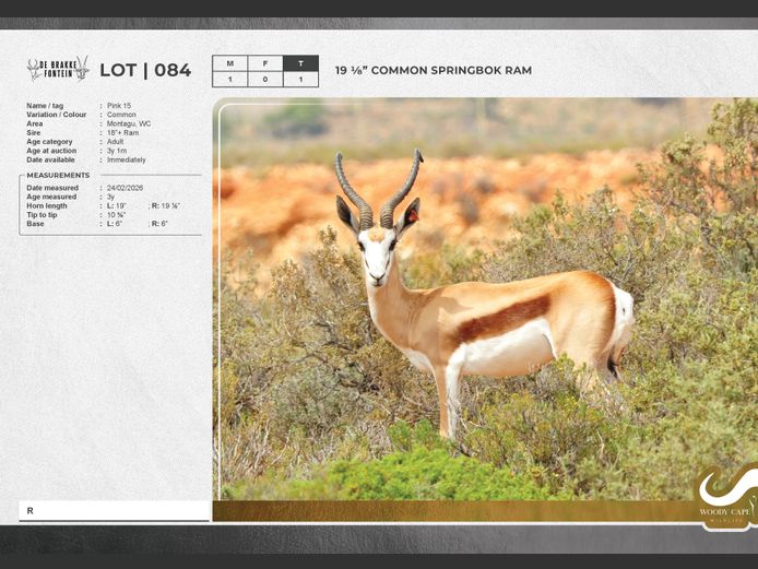 Springbok - Common | Cedrus Internet Solutions