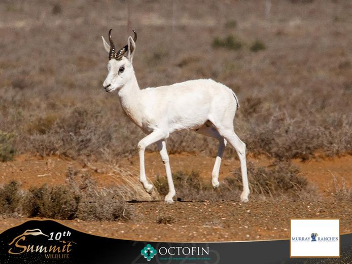 White Springbok Rams