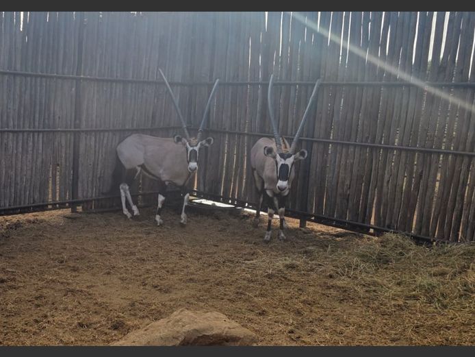 GEMSBOK | HANLEY
