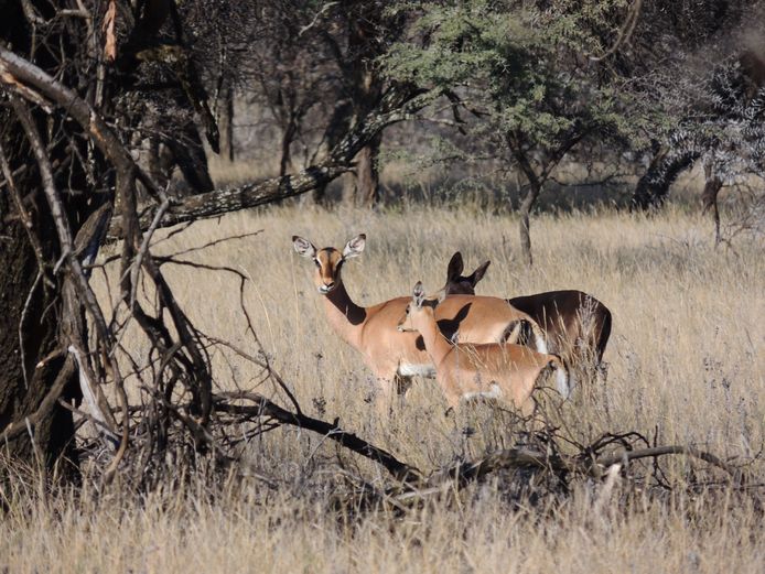 ROOIBOK OOIE - SWART NEUS- MAK