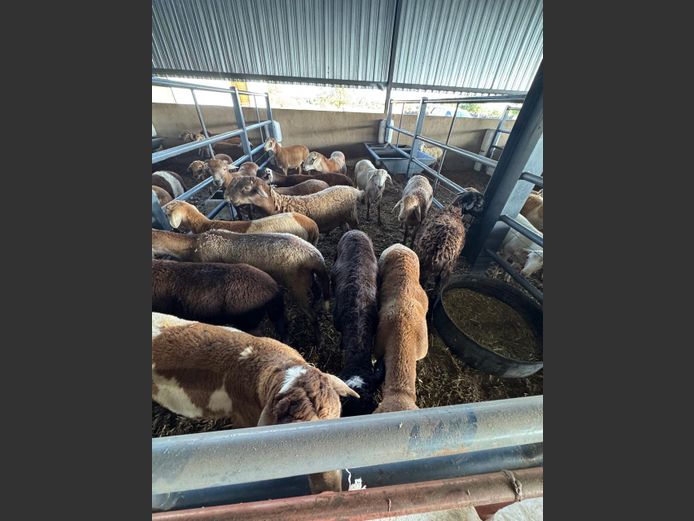 MEATMASTER | LOUMA BOERDERY