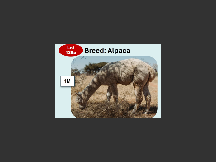 ALPACA | ANNUAL MYTILUS AND ELOFF