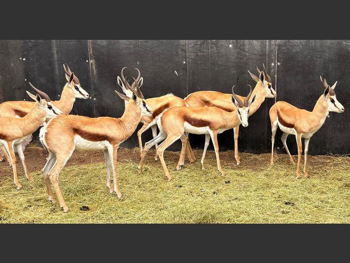 Kalahari Springbok Jagramme