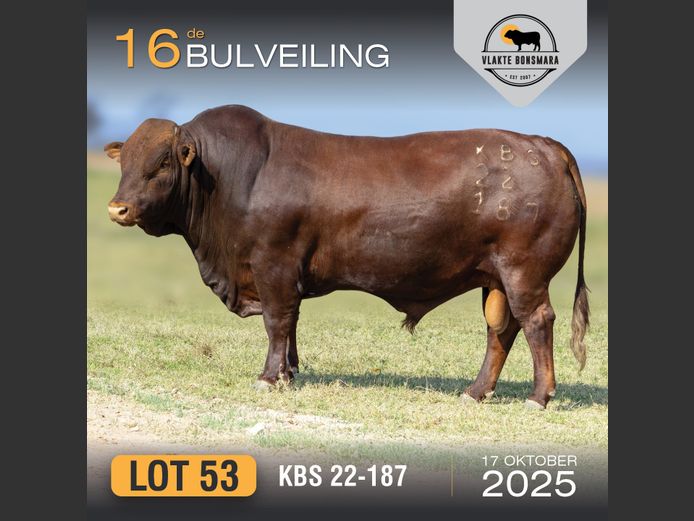 KBS 220187 | KAMEELDORING BONSMARA