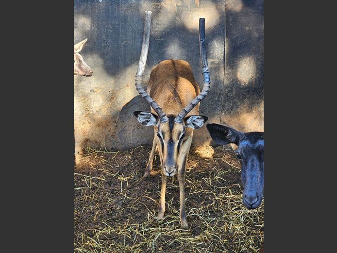 SADDLEBACK IMP | ZEEKOEVALLEI