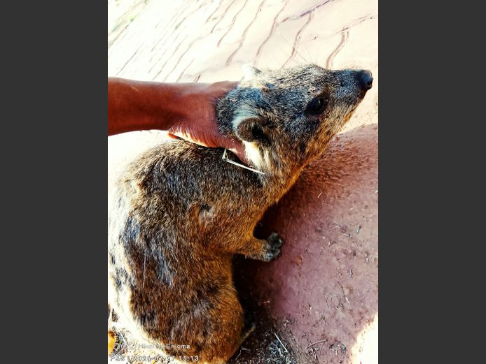 Dassie