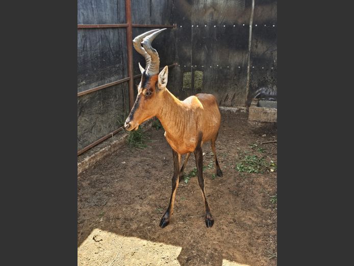 RED HARTEBEEST | H. BODEMER