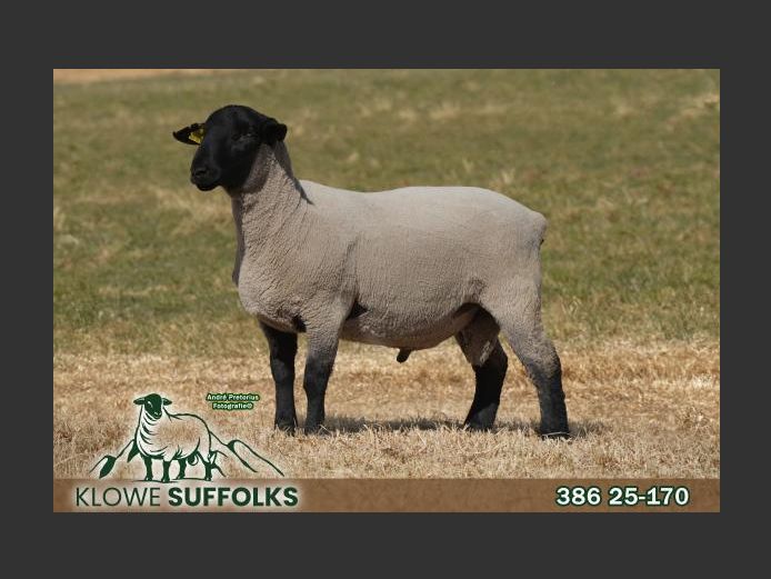 386250170 | C.J. THERON