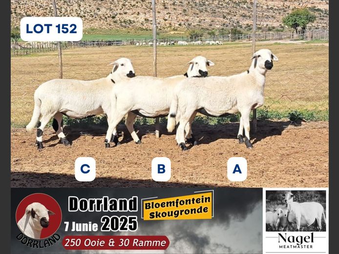 NM3269 | Hein Nagel - Nagel Meatmasters, Ladismith WK