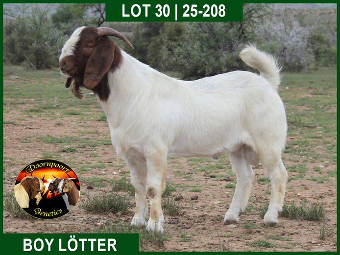 25-208 | Boy Lotter