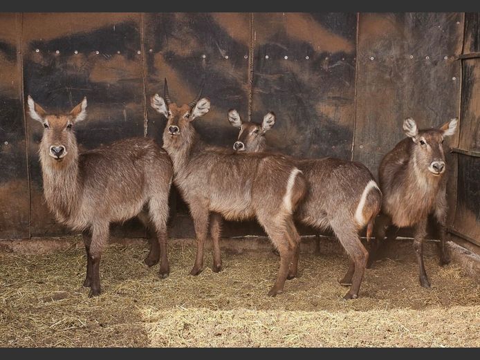 WATERBUCK | 3-SOUTH BDY