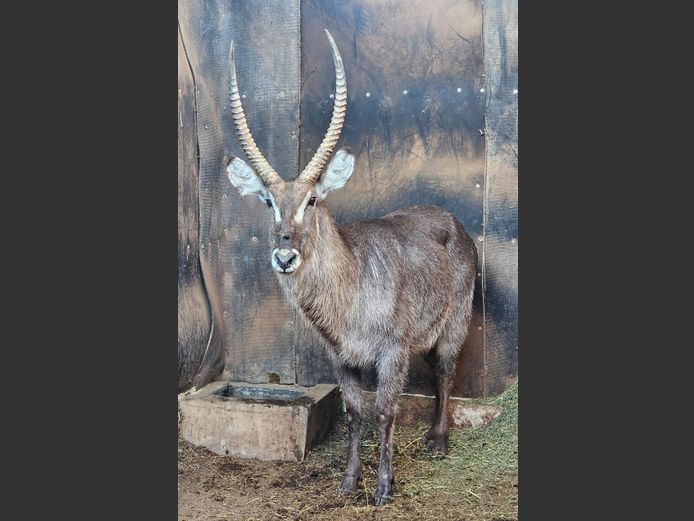 WATERBUCK | PWAB BDY