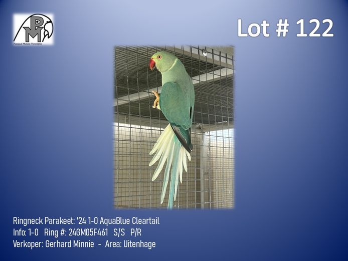 1-0 '24 Ringneck Parakeet: AquaBlue Cleartail - Gerhard Minnie
