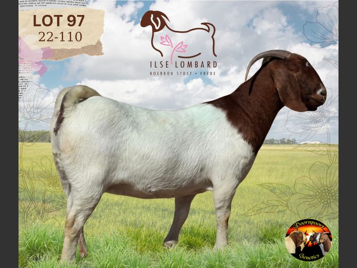 220110 | ILSE LOMBARD