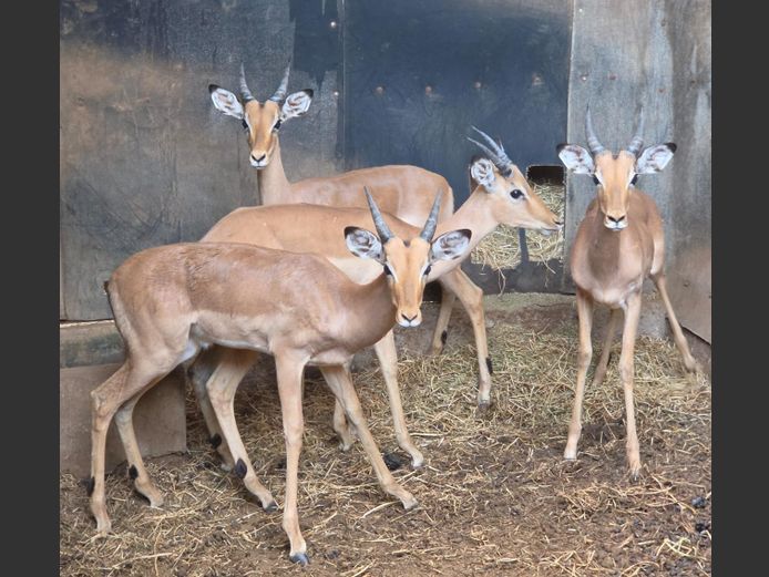 ROOIBOK | IMPISI SAFARIS