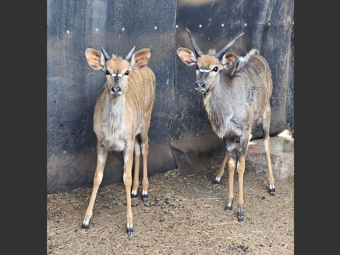 NYALA | KOLOBE WILDLIFE