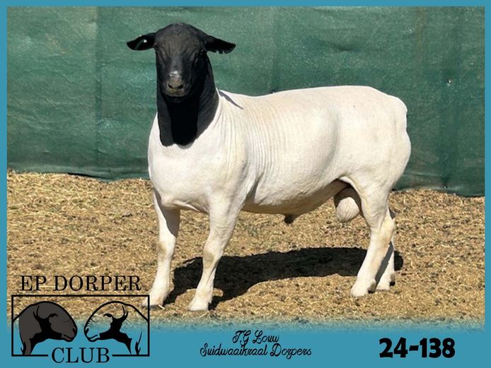 24-138 | JG Louw - Suidwaaikraal Dorpers