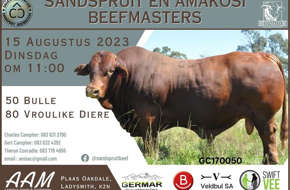 SANDSPRUIT EN AMAKOSI BEEFMASTERS VEILING | SwiftVEE | South Africa’s ...