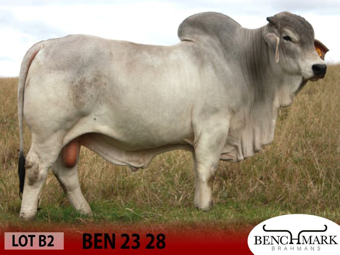 BEN2328 | NO 8 CATTLE COMPANY (PTY) LTD