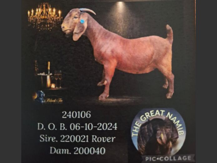 197240106 | Dhidejak Kalahari red stoet