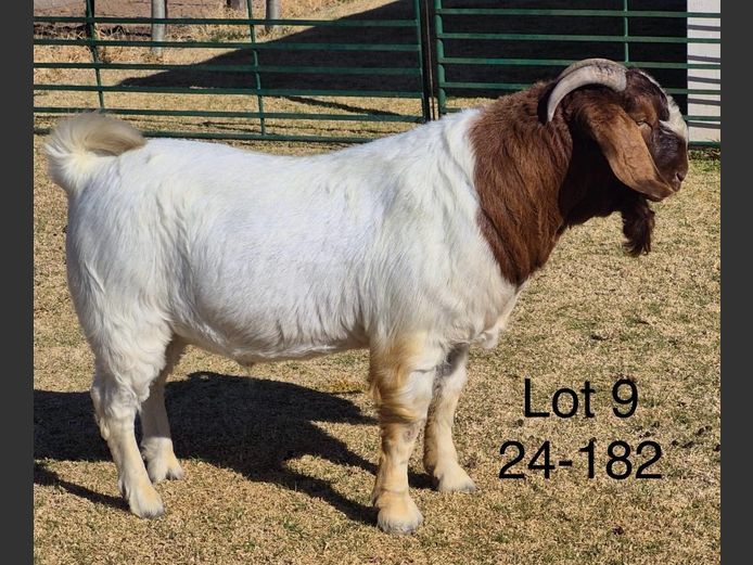 240182 | DU PREEZKRAAL