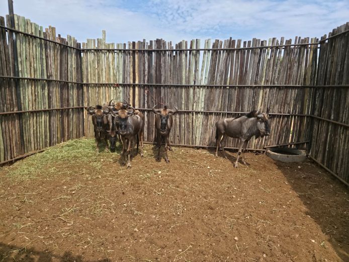 BLOUWILDEBEES | HANLEY