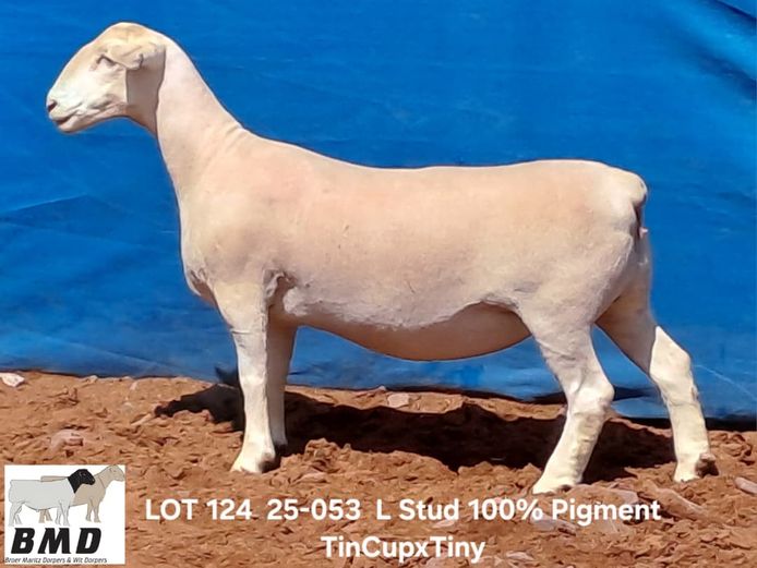 25-053 | BROER MARITZ DORPERS