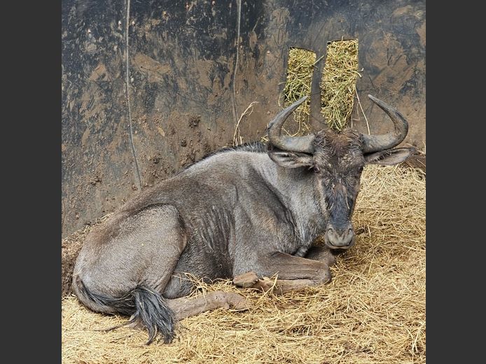 BLUE WILDEBEEST | ZEBULA