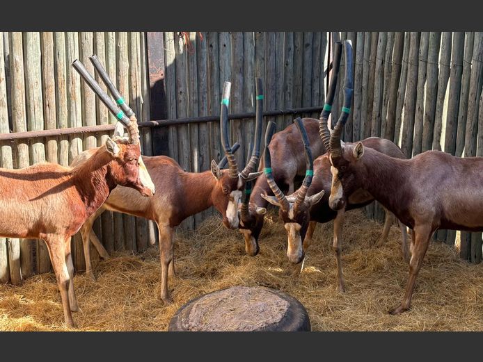 Geel Blesbok Ram