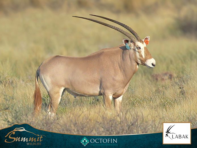39" GOLDEN ORYX BULL